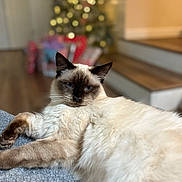 Billy joined the competition — help win amazing prizes! cat, siamese_cat, indoor, holiday, christmas_tree, presents, blurred_background, cozy, feline, pet, relaxed, soft_fur, blue_eyes, stairs, wood_floor, carpet, domestic_animal, animal, mammal, resting