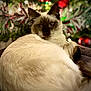 Billy is registered to the contest to win money with this photo: cat, siamese_cat, animal, pet, feline, fur, relaxing, indoor, christmas_tree, holiday, decorations, lights, blurred_background, closeup, resting, cute, whiskers, ears, cozy, soft