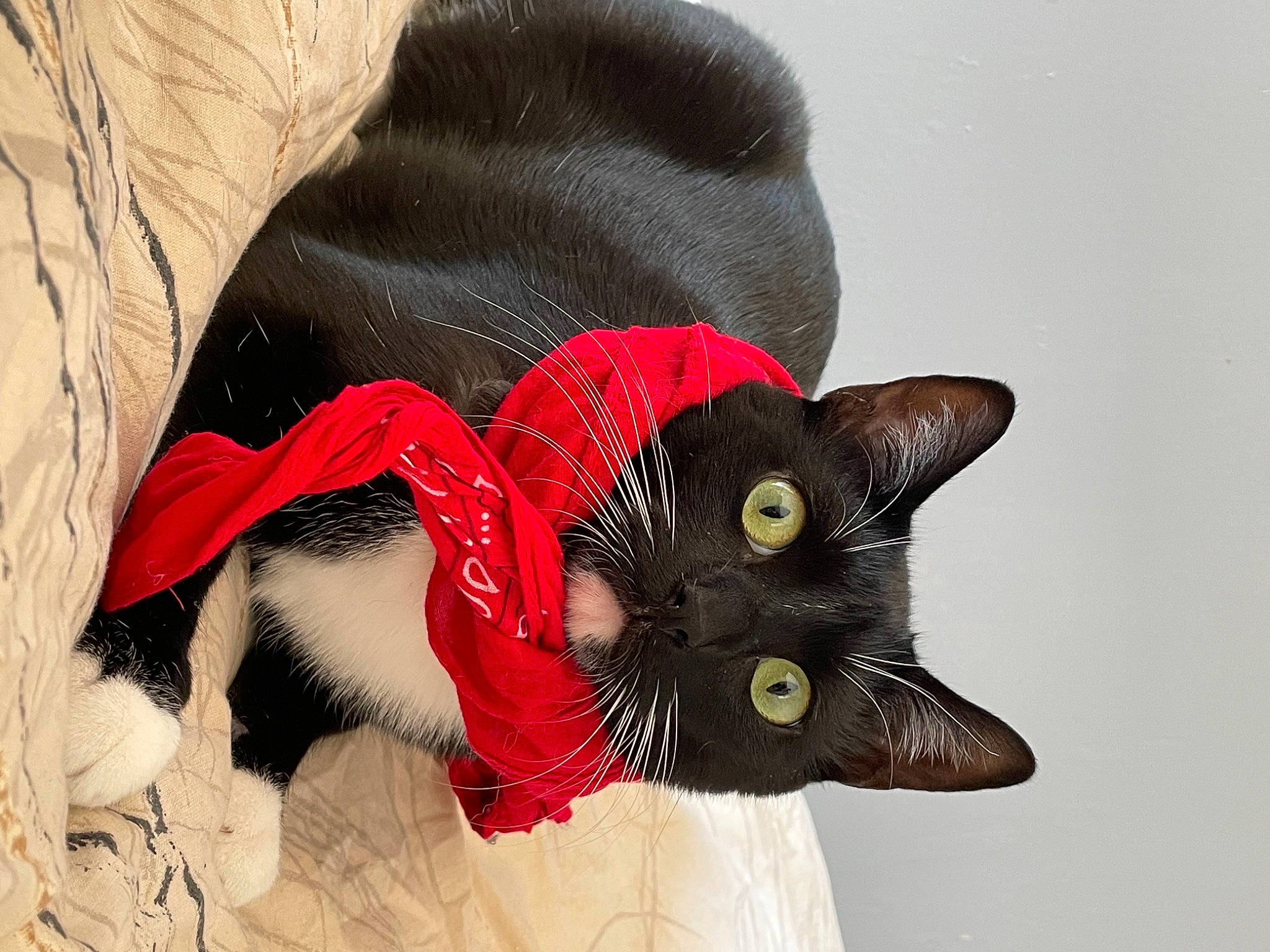 Pito a rejoint le concours — aidez-le/la à gagner de superbes lots ! black_cat, carmine, carnivore, cat, collar, costume_accessory, costume_hat, domestic_short_haired_cat, fashion_accessory, felidae, fur, head, linens, pattern, plant, sleeve, small_to_medium_sized_cats, snout, tail, whiskers