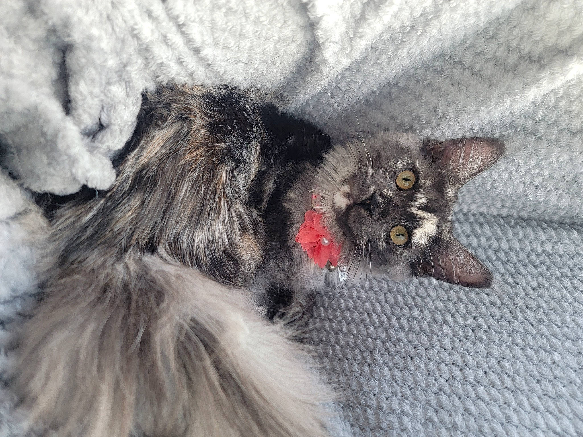 Lana is registered to the contest to win money with this photo: black_cat, canidae, carnivore, cat, cat_toy, claw, comfort, dog_breed, domestic_short_haired_cat, eye, felidae, foot, fur, grey, paw, small_to_medium_sized_cats, sporting_group, tail, terrestrial_animal, whiskers