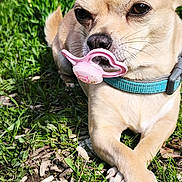 Sisi participe au concours pour gagner de l'argent avec cette photo : dog, chihuahua, pacifier, grass, outdoor, sunlight, pet, small_dog, animal, cute, lying_down, collar, nature, greenery, closeup, muzzle, ears, paw, relaxed, daytime
