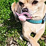 dog, chihuahua, pacifier, grass, outdoor, sunlight, pet, small_dog, animal, cute, lying_down, collar, nature, greenery, closeup, muzzle, ears, paw, relaxed, daytime