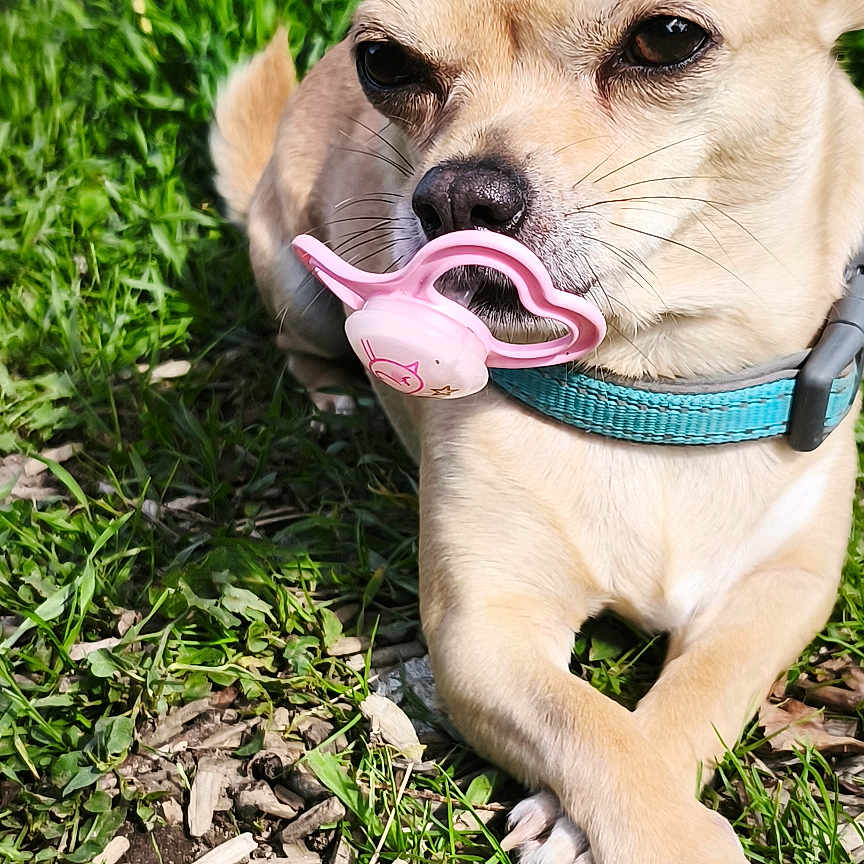 Sisi participe au concours pour gagner de l'argent avec cette photo : animal, chihuahua, closeup, collar, cute, daytime, dog, ears, grass, greenery, lying_down, muzzle, nature, outdoor, pacifier, paw, pet, relaxed, small_dog, sunlight