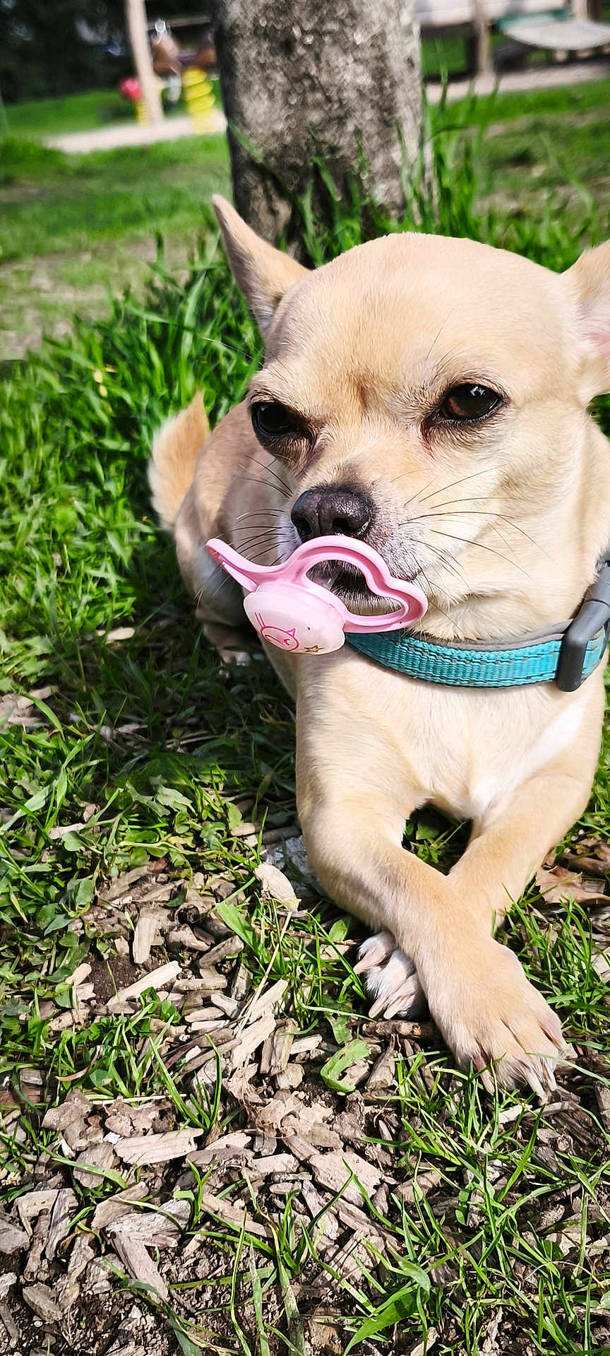 Sisi participe au concours pour gagner de l'argent avec cette photo : dog, chihuahua, pacifier, grass, outdoor, sunlight, pet, small_dog, animal, cute, lying_down, collar, nature, greenery, closeup, muzzle, ears, paw, relaxed, daytime