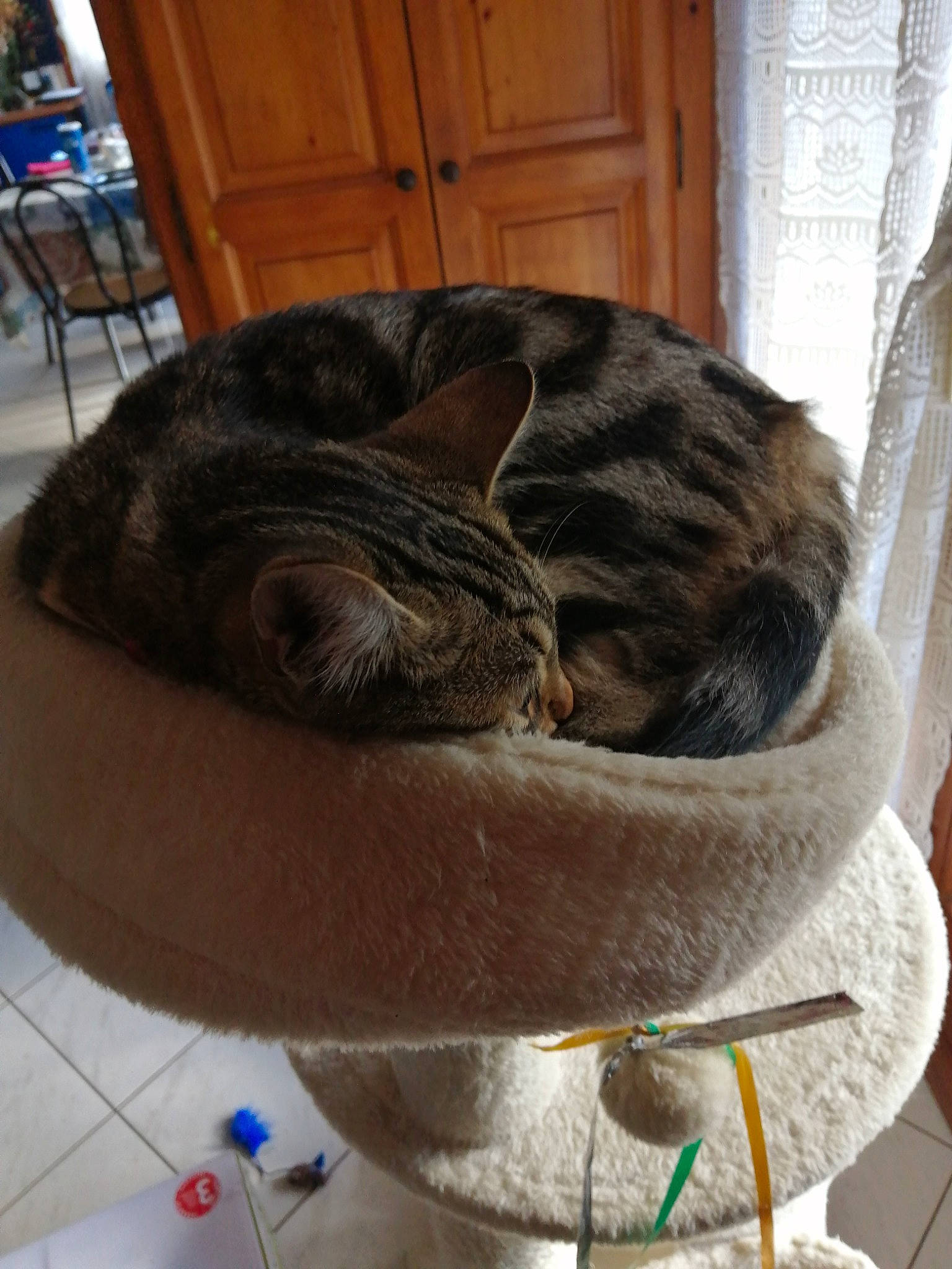 Utha participe au concours pour gagner de l'argent avec cette photo : brown, cabinetry, canidae, carnivore, cat, cat_supply, comfort, dog_breed, fawn, felidae, fur, liver, pet_supply, small_to_medium_sized_cats, snout, sporting_group, tail, terrestrial_animal, whiskers, wood