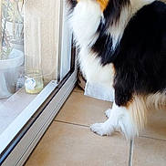 Praline a rejoint le concours — aidez-le/la à gagner de superbes lots ! animal, canine, cockerspaniel, collie, dog, door, grass, herbal, herbs, hound, husky, papillon, pet, plant, pottedplant, puppy, slate, tree, window, windowsill