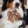 Praline a rejoint le concours — aidez-le/la à gagner de superbes lots ! accessories, animal, canine, collie, couch, cushion, dog, face, formalwear, furniture, head, homedecor, hound, indoors, person, pet, photography, portrait, puppy, tie
