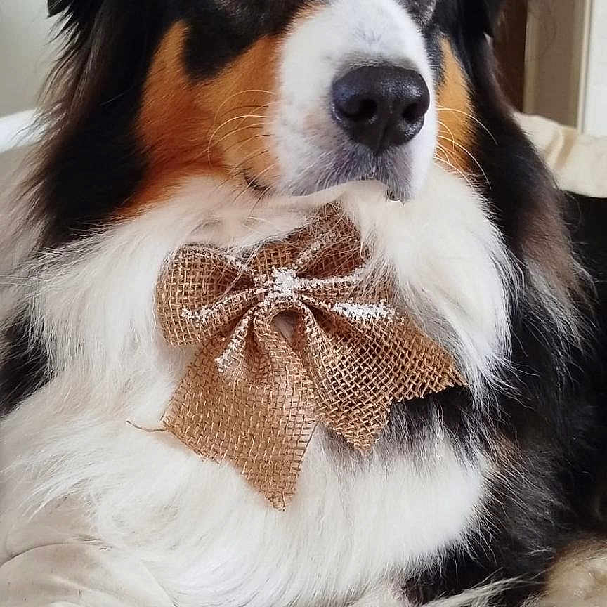 Praline