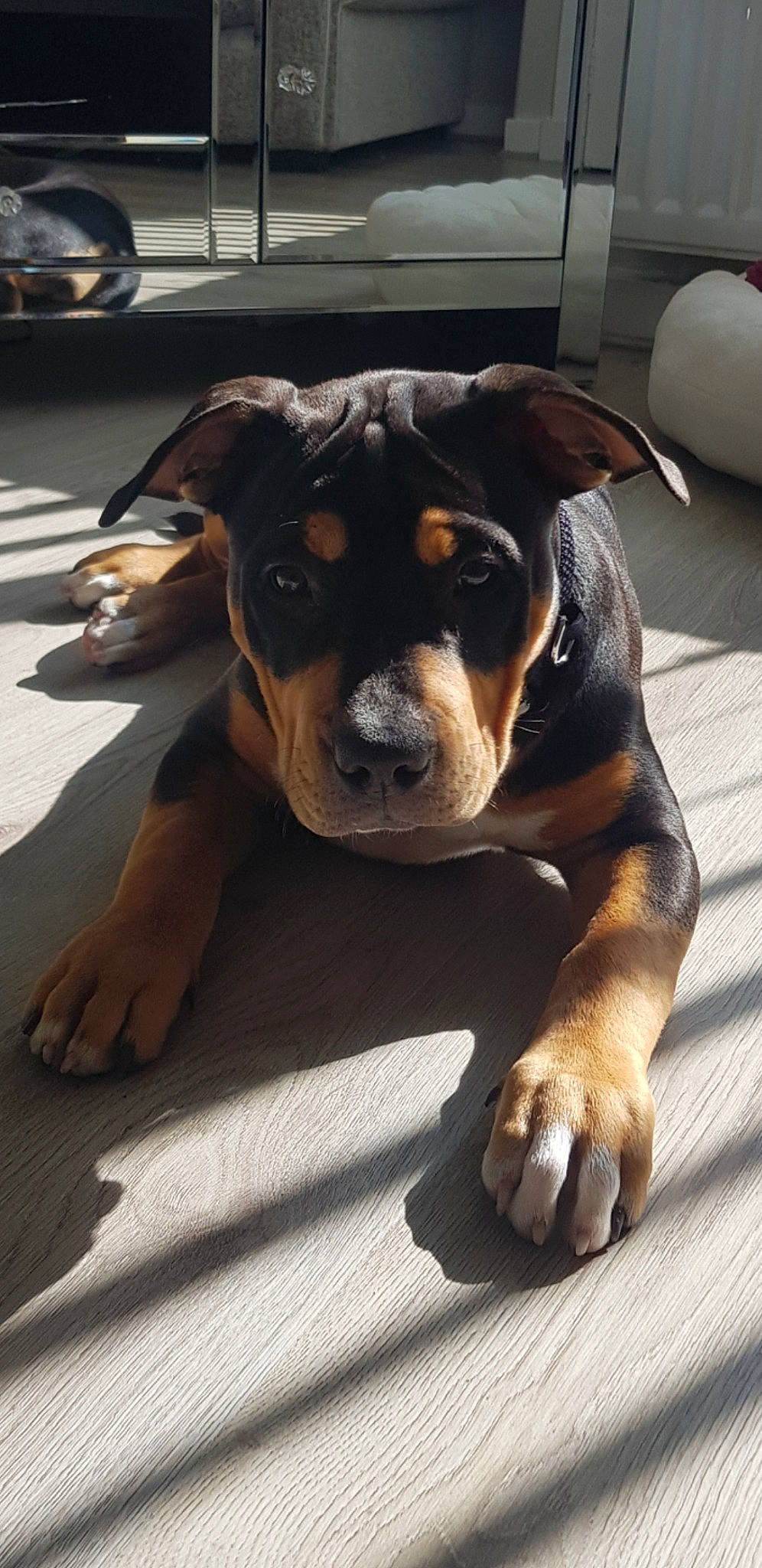 Ruby is registered to the contest to win money with this photo: ancient_dog_breeds, canidae, carnivore, companion_dog, dog, dog_breed, fawn, flooring, fur, guard_dog, molosser, non_sporting_group, paw, sporting_group, tire, vehicle, whiskers, working_animal, working_dog