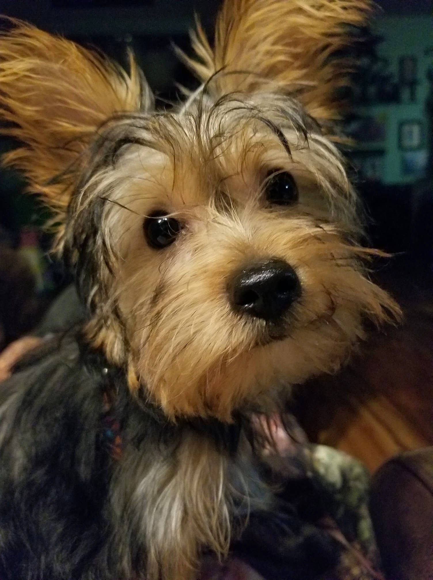 Hazy is registered to the contest to win money with this photo: australian_terrier, biewer_terrier, canidae, carnivore, close_up, companion_dog, dog, dog_breed, fur, maltepoo, puppy, small_terrier, snout, sporting_group, terrestrial_animal, terrier, toy_dog, water_dog, working_animal, yorkipoo