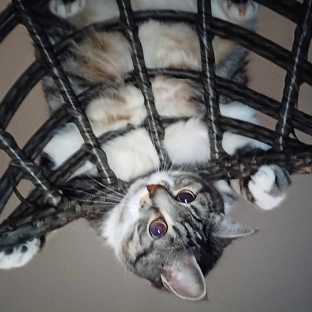 Jazz participe au concours pour gagner de l'argent avec cette photo : animal, cat, chair, climbing, closeup, curious, domestic, ears, eyes, feline, fur, indoor, nose, paws, pet, playful, tabby, upside_down, whiskers, wicker