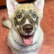 Ellie joined the competition — help win amazing prizes! animal, blue_eye, brown_eye, canine, closeup, cute, dog, ears_up, floor, fur, happy, heterochromia, indoor, looking_up, pet, puppy, sitting, smiling, tongue, wooden_cabinet