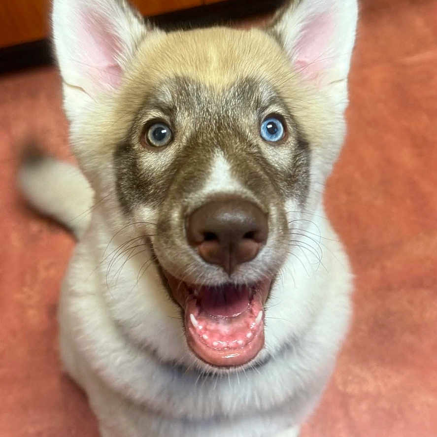 Ellie