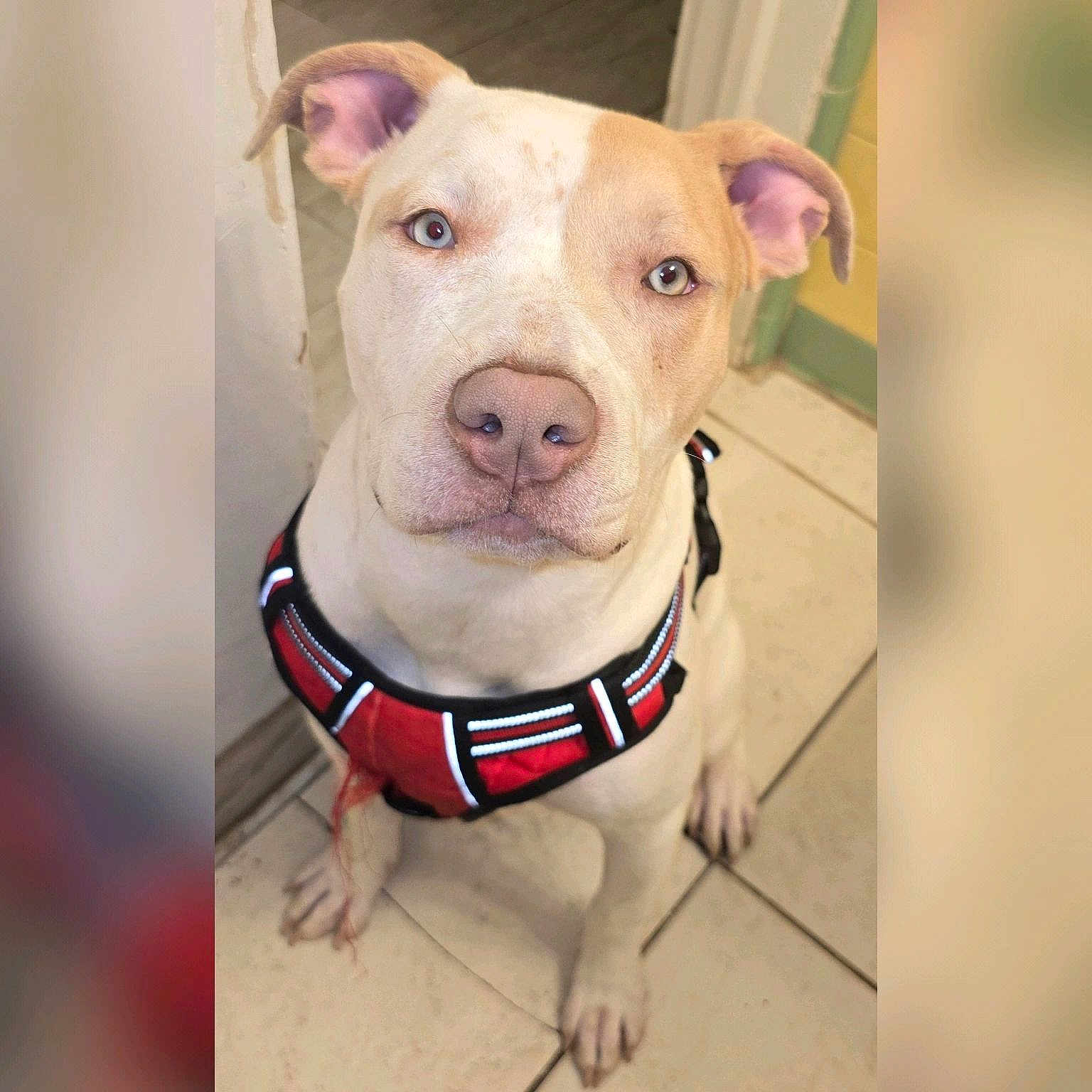 Gia is registered to the contest to win money with this photo: accessories, animal, boxer, bulldog, canine, dog, face, frenchbulldog, harness, head, leash, person, pet, photography, pitbull, portrait, puppy, snout, strap, whitedog