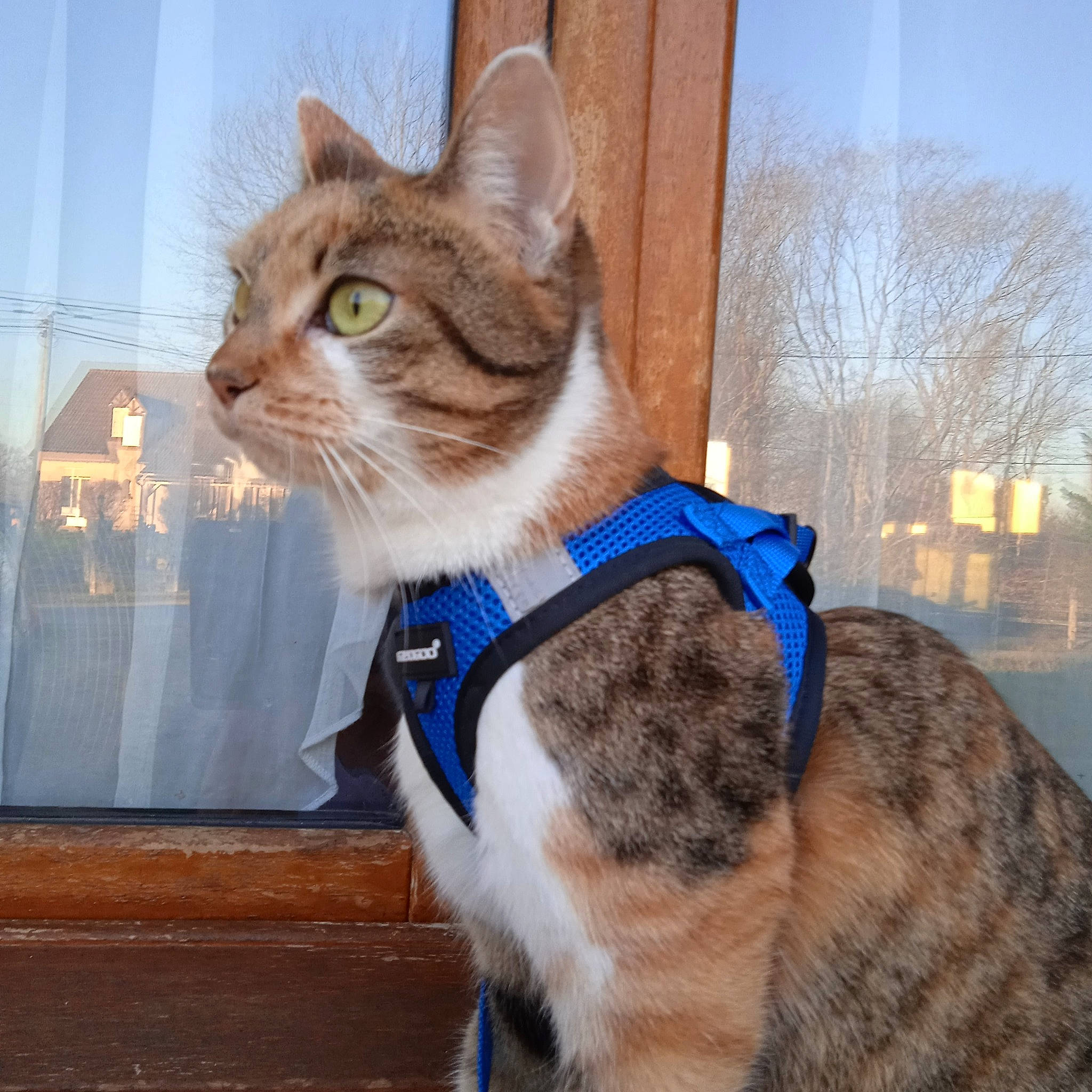 Sucrette a rejoint le concours — aidez-le/la à gagner de superbes lots ! carnivore, cat, collar, domestic_short_haired_cat, electric_blue, eye, fawn, felidae, fur, paw, sitting, small_to_medium_sized_cats, snout, tail, tree, whiskers, window, wood