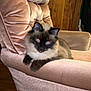 Thorn is registered to the contest to win money with this photo: animal, armchair, cat, cozy, cute, domestic, ears, feline, fluffy, fur, home, indoor, mammal, paws, pet, red_eyes, relaxed, resting, whiskers, wooden_floor