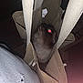 animal, bag, canvas, cat, closeup, cute, dark, fabric, flash, furry, hiding, indoor, light, mystery, night, pet, red_eye, shadow, soft, texture