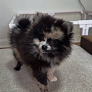 Stormi joined the competition — help win amazing prizes! puppy, dog, fluffy, small_dog, black_fur, brown_fur, white_markings, face, eyes, ears, nose, standing, couch, indoor, home, furniture, portrait, cute, pet, photography