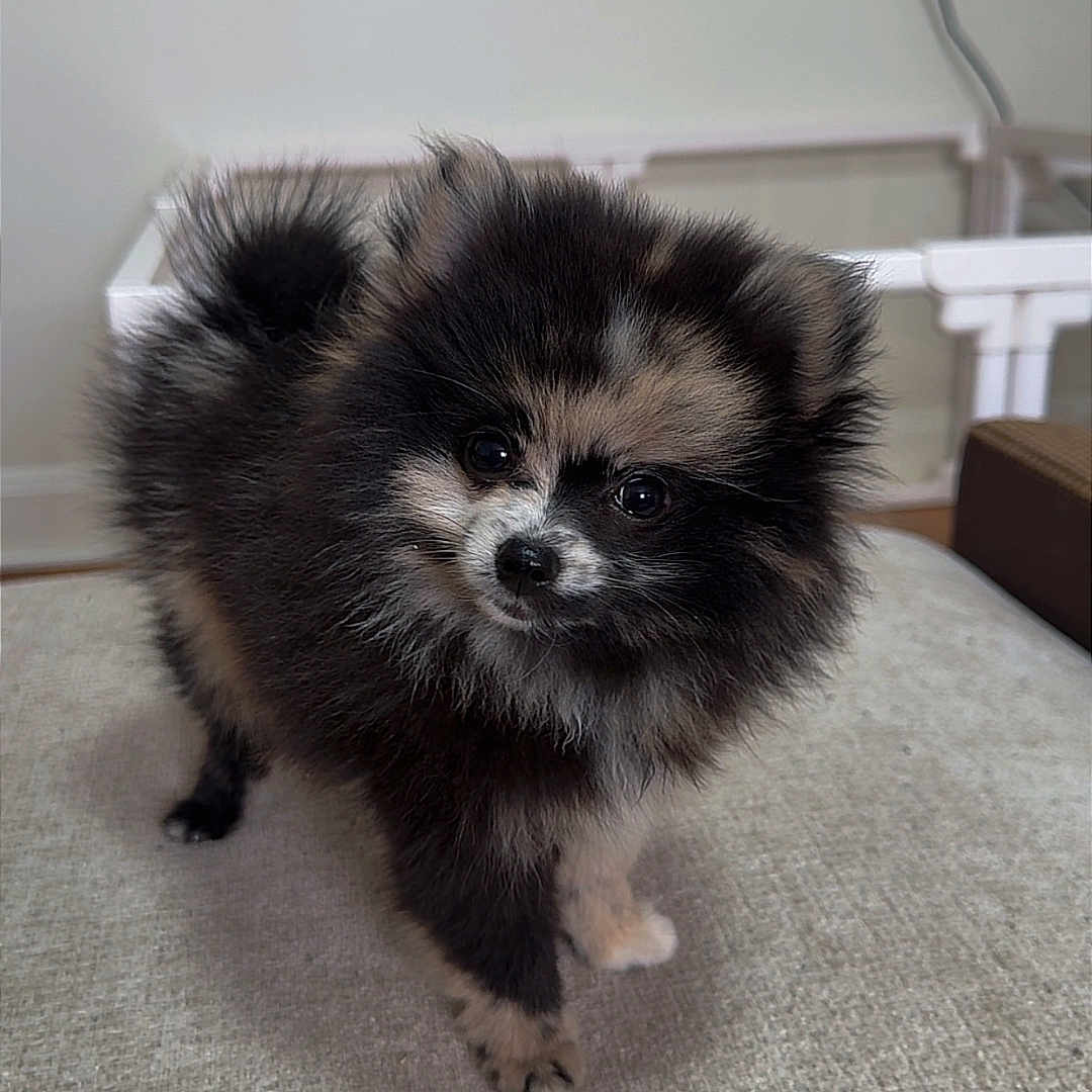 Stormi