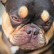 Babygirl joined the competition — help win amazing prizes! dog, close_up, pet, face, fur, wrinkles, brown_eyes, tan_markings, snout, expression, animal, mammal, cute, portrait, indoors, domestic_animal, canine, furry, head, nose
