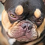 dog, close_up, pet, face, fur, wrinkles, brown_eyes, tan_markings, snout, expression, animal, mammal, cute, portrait, indoors, domestic_animal, canine, furry, head, nose