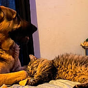 Boomer participe au concours pour gagner de l'argent avec cette photo : animal, bed, cat, chair, companion, cozy, curtain, dog, domestic, fluffy_cat, fur, furniture, german_shepherd, indoor, pet, relaxed, resting, room, sleeping, toy