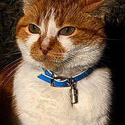 Rouky participe au concours pour gagner de l'argent avec cette photo : animal, blue_collar, calm, cat, close_up, collar_tag, domestic_cat, ears, eyes, face, feline, focused, fur, indoor, orange_cat, pet, portrait, texture, whiskers, white_fur