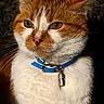 animal, blue_collar, calm, cat, close_up, collar_tag, domestic_cat, ears, eyes, face, feline, focused, fur, indoor, orange_cat, pet, portrait, texture, whiskers, white_fur
