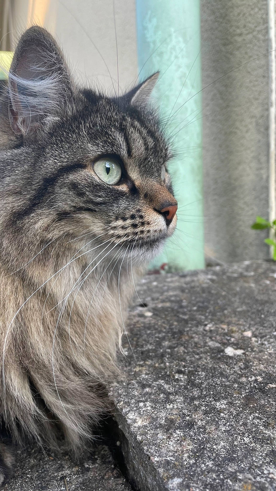 Dolly a rejoint le concours — aidez-le/la à gagner de superbes lots ! carnivore, cat, domestic_short_haired_cat, felidae, fur, grass, iris, plant, road_surface, sitting, small_to_medium_sized_cats, snout, soil, street, terrestrial_animal, tree, whiskers, wildlife, window
