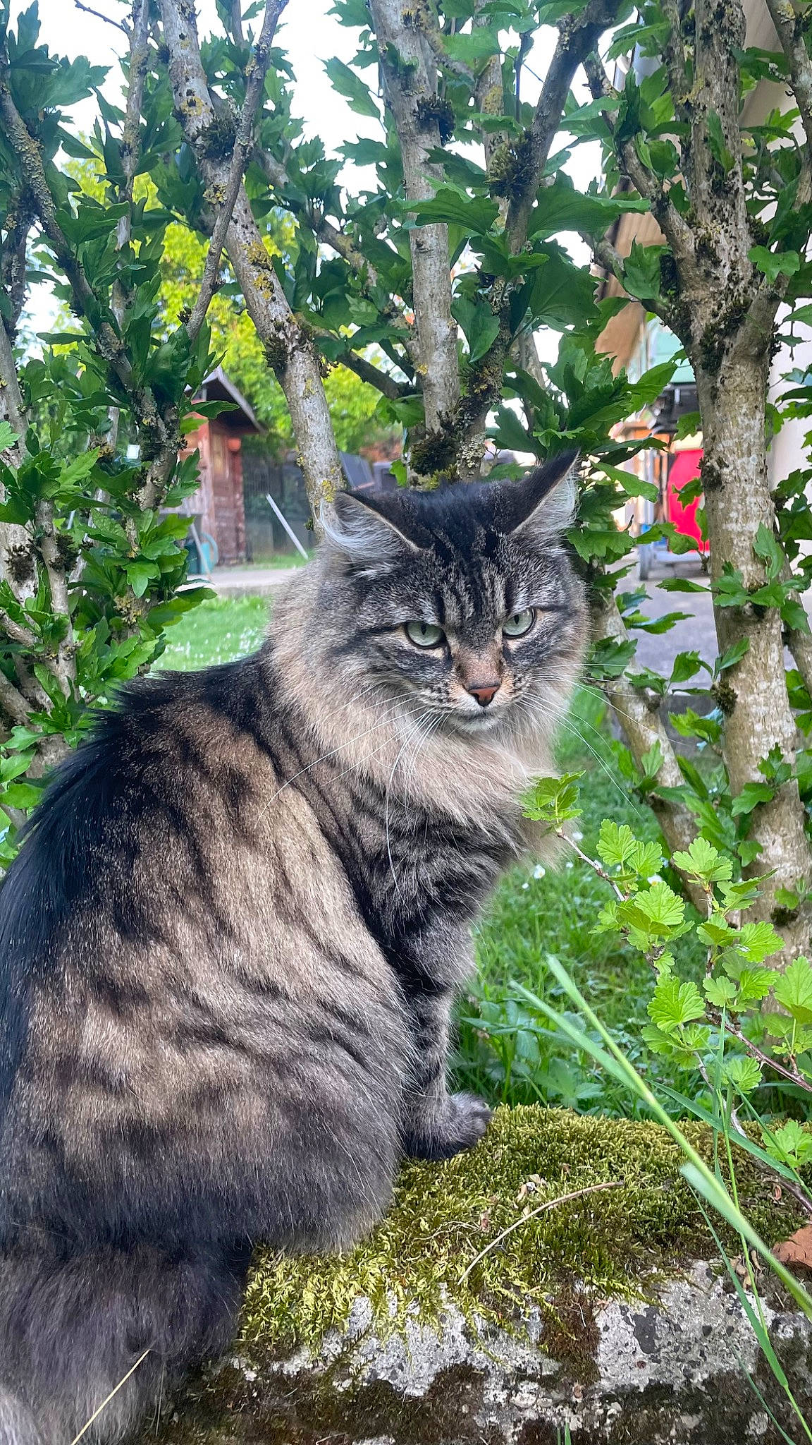 Dolly a rejoint le concours — aidez-le/la à gagner de superbes lots ! carnivore, cat, domestic_short_haired_cat, felidae, fur, grass, groundcover, plant, shrub, small_to_medium_sized_cats, snout, tail, terrestrial_animal, tree, trunk, whiskers, wildlife