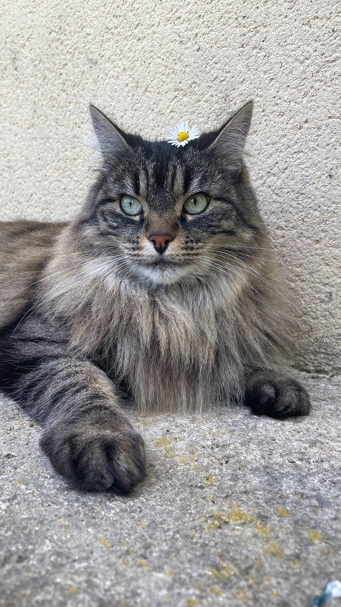 Dolly a rejoint le concours — aidez-le/la à gagner de superbes lots ! box, carnivore, cat, claw, domestic_short_haired_cat, felidae, fur, grey, maine_coon, parking, paw, plant, road_surface, sitting, small_to_medium_sized_cats, snout, tail, terrestrial_animal, whiskers