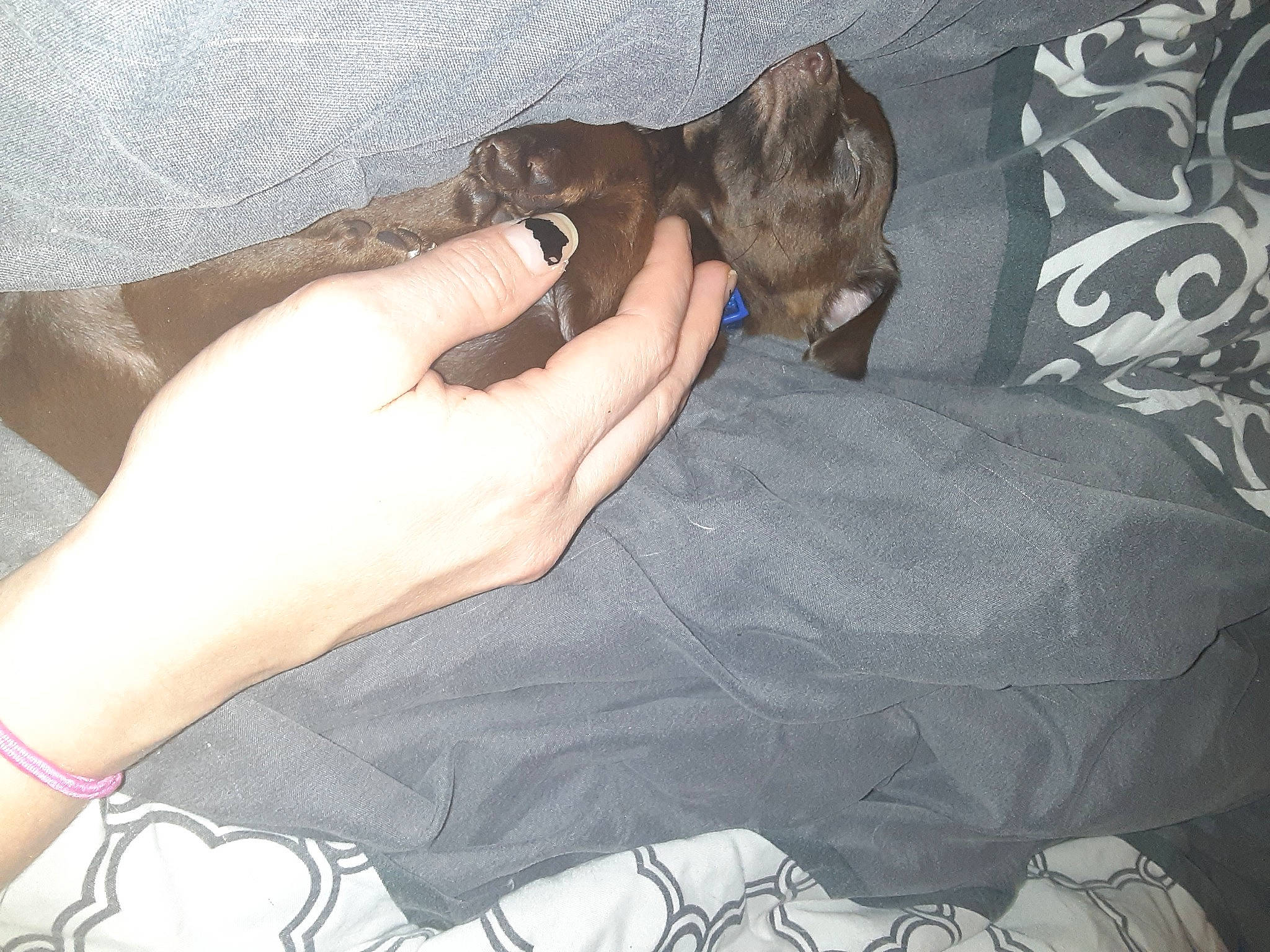 Oli joined the competition — help win amazing prizes! canidae, carnivore, cat, fawn, felidae, gesture, hand, kitten, leg, puppy, small_to_medium_sized_cats