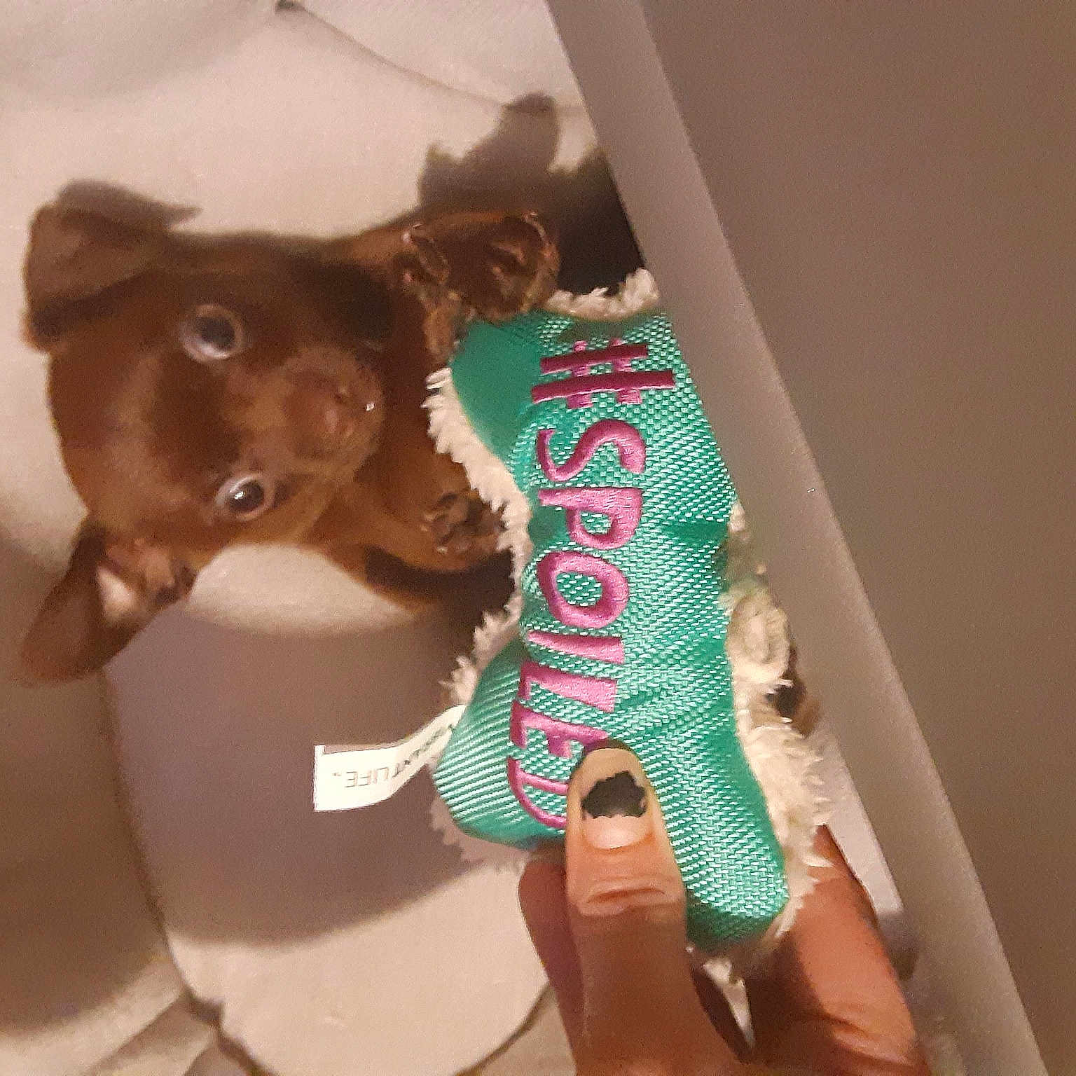 Oli joined the competition — help win amazing prizes! canidae, carnivore, companion_dog, dog, dog_breed, ear, liver, puppy, selfie, sporting_group, toy_dog