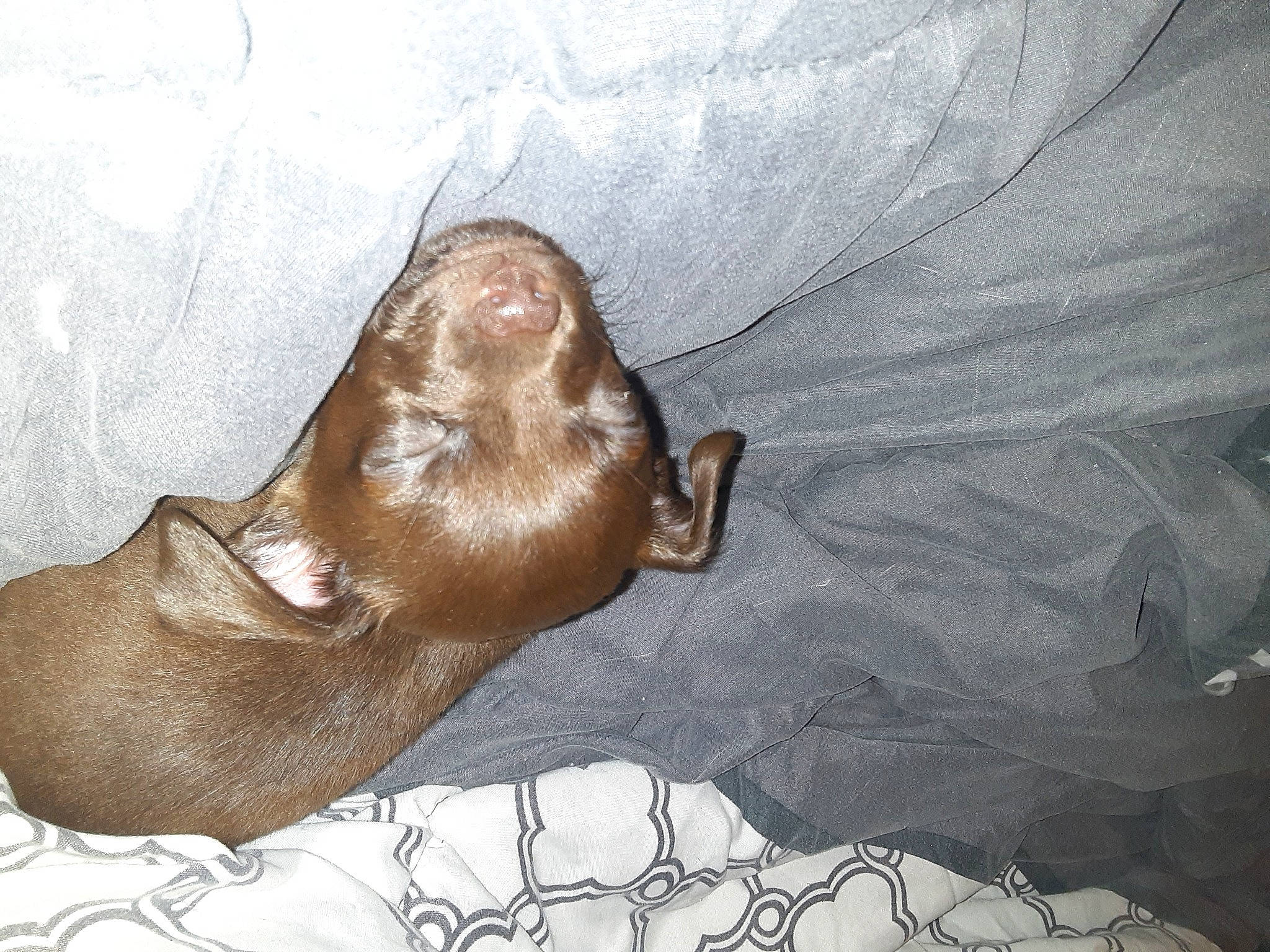 Oli joined the competition — help win amazing prizes! hand, liver, marine_mammal, seal