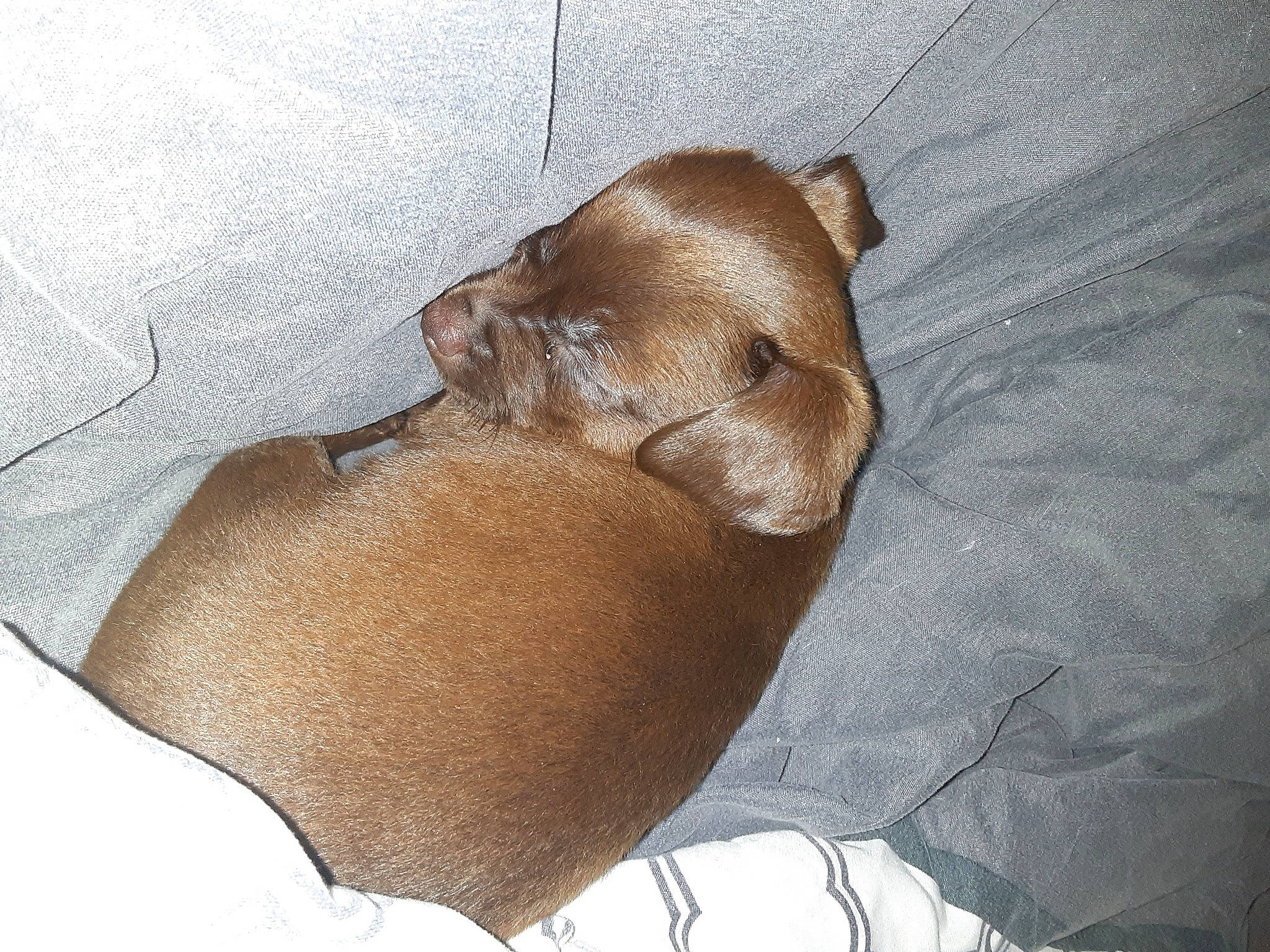 Oli joined the competition — help win amazing prizes! canidae, carnivore, dog, dog_breed, ear, fawn, liver, mammal, non_sporting_group, puppy, snout