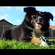 Beans is registered to the contest to win money with this photo: dog, grass, toy, outdoor, sunny, happy, pet, black_fur, white_fur, tongue_out, fence, backyard, playing, animal, canine, summer, nature, ears, paw, sky