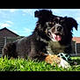 dog, grass, toy, outdoor, sunny, happy, pet, black_fur, white_fur, tongue_out, fence, backyard, playing, animal, canine, summer, nature, ears, paw, sky