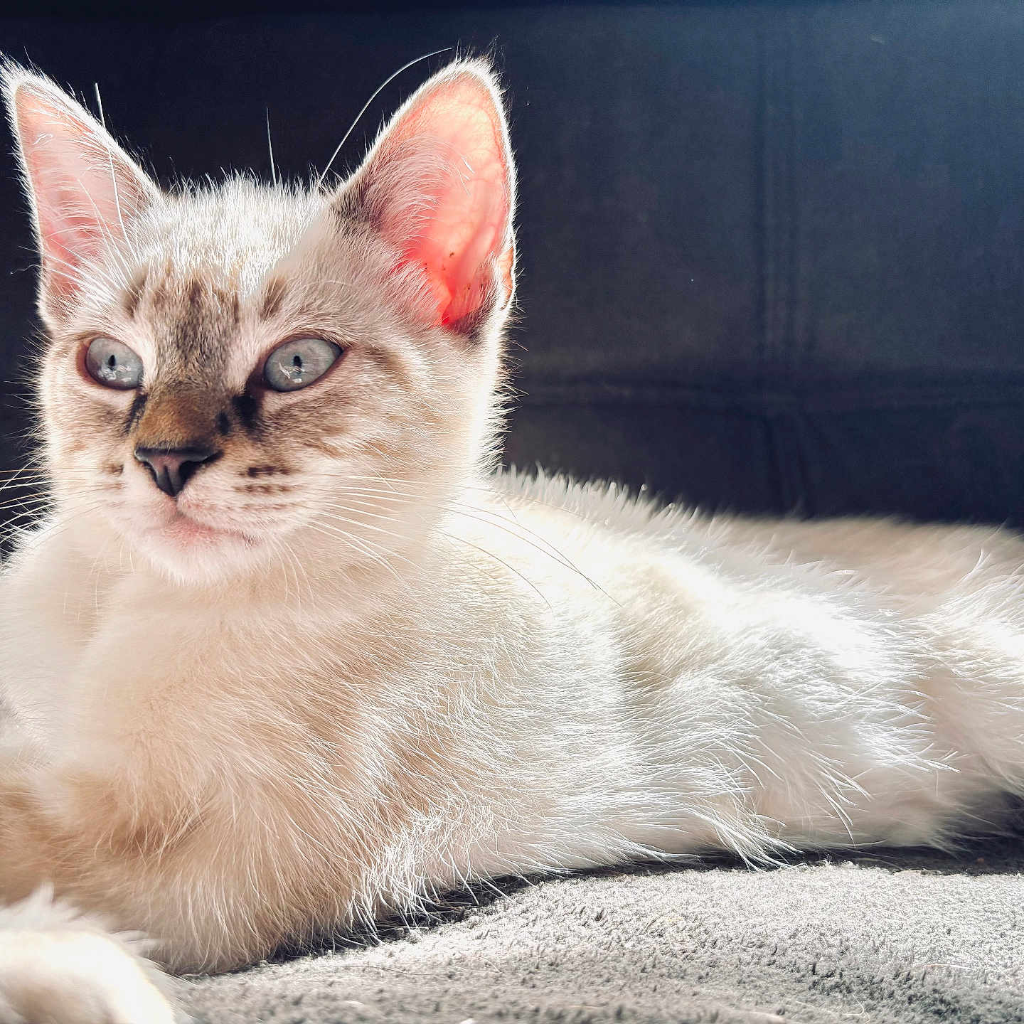 Shoji participe au concours pour gagner de l'argent avec cette photo : animal, blue_eyes, calm, cat, close_up, cozy, domestic_cat, ears, feline, fluffy_fur, indoor, laying_down, natural_light, pet, portrait, relaxing, resting, soft_texture, sunlight, whiskers