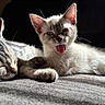 animal, cat, closeup, cute, domestic_animal, feline, fur, indoor, kitten, paw, pet, playful, relaxed, resting, sleeping, soft_light, tongue_out, two_cats, whiskers, young