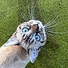 Shoji a rejoint le concours — aidez-le/la à gagner de superbes lots ! animal, blue_eyes, cat, close_up, curious, cute, domestic_cat, feline, fur, green_background, head_tilt, looking_up, moss, nature, outdoor, pet, portrait, soft_fur, whiskers, young_cat