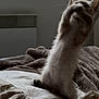 kitten, cat, bed, blanket, indoor, feline, fur, playful, paws, soft, cozy, cute, pet, animal, whiskers, window, light, sleepy, mischievous, fuzzy