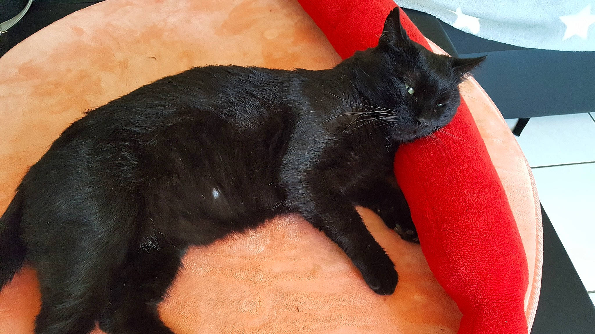 Mipmip participe au concours pour gagner de l'argent avec cette photo : asian, black, black_cat, bombay, carnivore, cat, claw, domestic_short_haired_cat, felidae, mammal, small_to_medium_sized_cats, snout, tail, vertebrate, whiskers