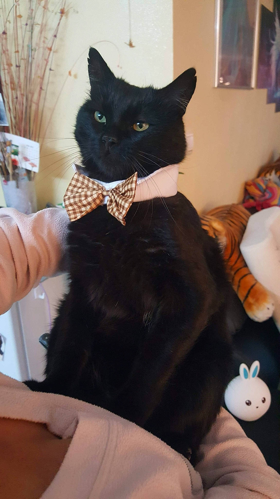 Mipmip a rejoint le concours — aidez-le/la à gagner de superbes lots ! asian, black, black_cat, bombay, carnivore, cat, domestic_short_haired_cat, ear, felidae, fur, mammal, room, small_to_medium_sized_cats, whiskers