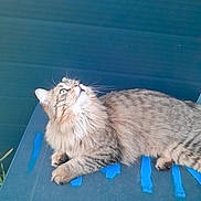 Mochi participe au concours pour gagner de l'argent avec cette photo : abyssinian, angora, animal, cat, egyptiancat, hardwood, kitten, manx, person, pet, plywood, siamese, sleeping, wood