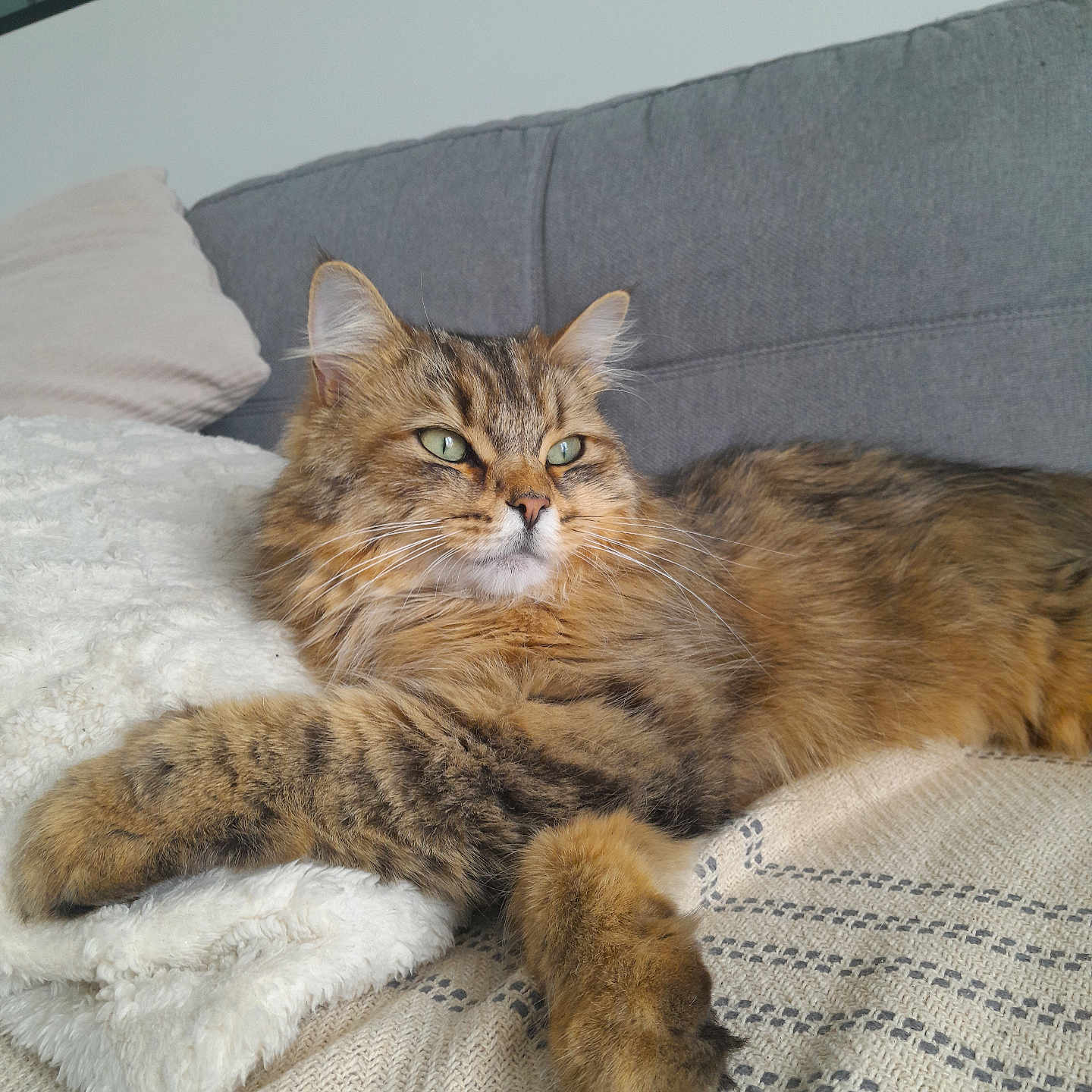 Mochi participe au concours pour gagner de l'argent avec cette photo : abyssinian, animal, architecture, blanket, building, cat, chair, couch, cushion, furniture, hardwood, homedecor, indoors, interiordesign, kitten, linen, livingroom, manx, pet, room