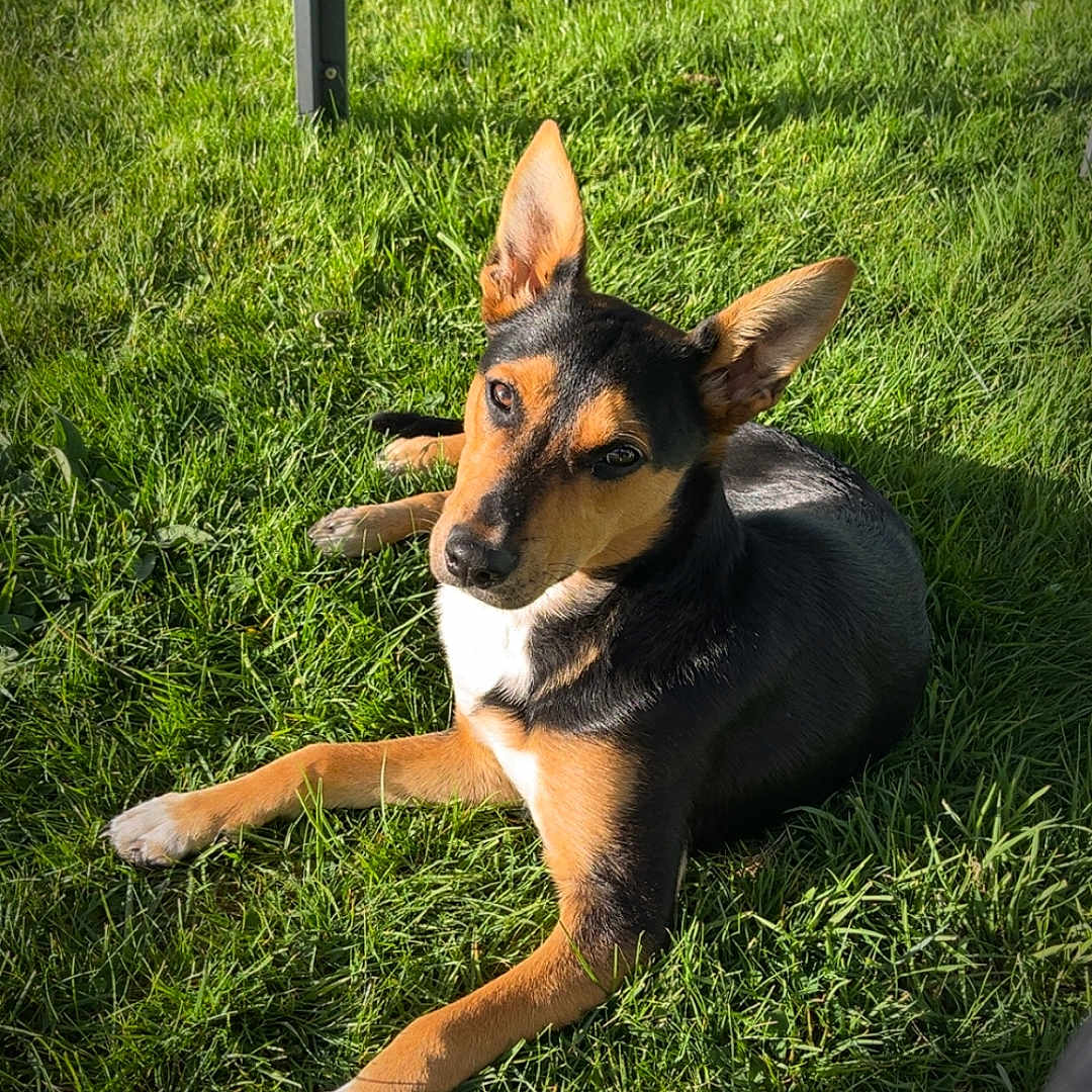 Harper