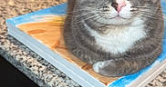 Joseph is registered to the contest to win money with this photo: animal, canvas, cat, close_up, curious, domestic_cat, ears, feline, granite_countertop, gray_cat, indoor, kitchen, painting, paws, pet, portrait, resting, table, whiskers, white_fur