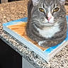 Joseph is registered to the contest to win money with this photo: cat, gray_cat, white_fur, pet, animal, painting, canvas, granite_countertop, kitchen, indoor, feline, resting, portrait, close_up, curious, ears, whiskers, paws, table, domestic_cat