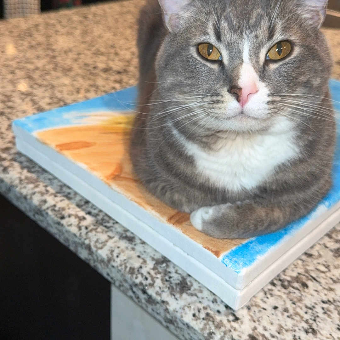 Joseph is registered to the contest to win money with this photo: cat, gray_cat, white_fur, pet, animal, painting, canvas, granite_countertop, kitchen, indoor, feline, resting, portrait, close_up, curious, ears, whiskers, paws, table, domestic_cat