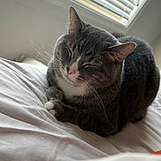 Joseph joined the competition — help win amazing prizes! cat, tabby_cat, sleeping, resting, indoor, bed, white_bed, window, blinds, fur, whiskers, pet, animal, cozy, relaxing, closeup, cute, feline, domestic_cat, nap